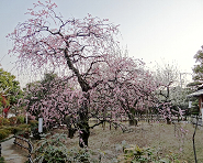 宮内公園の写真