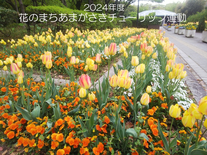2024年度花のまちあまがさきチューリップ運動