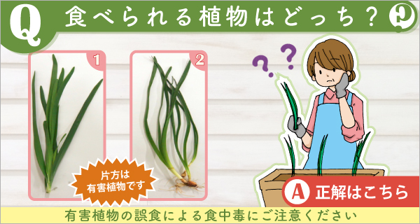 有毒植物クイズの画像