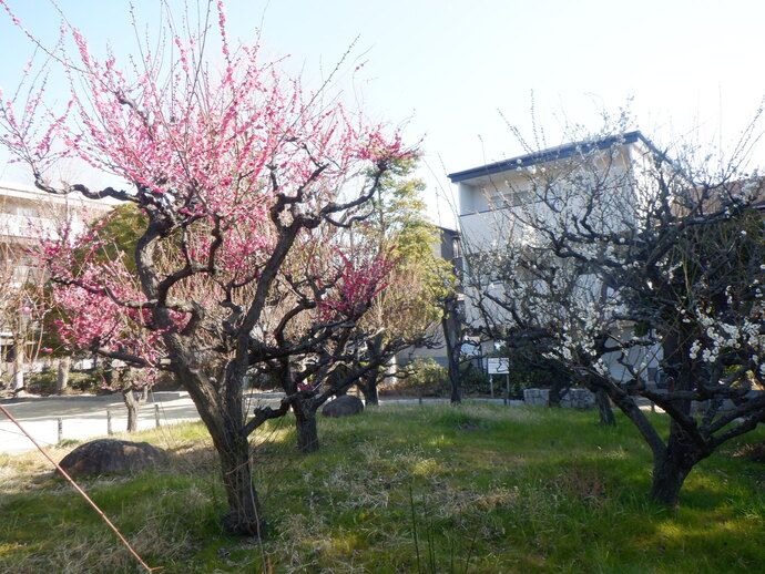 梅ノ木公園のウメ