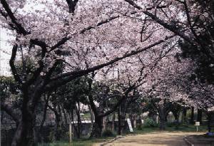 猪名川公園のサクラ