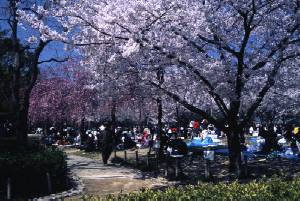 近松公園のサクラ