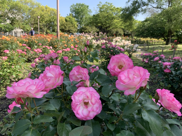 農業公園のバラ