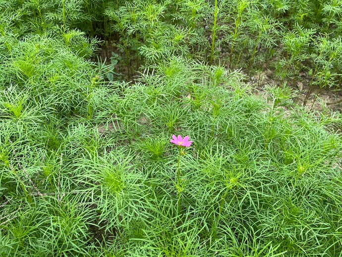 kosumosu