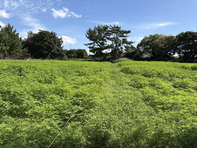 コスモス畑の中に通路がある様子