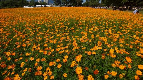 コスモス園（センセーション）