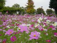 花畑エリアのコスモス