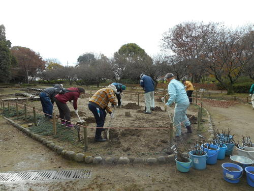 植え穴を掘る市民ボランティアの皆さん