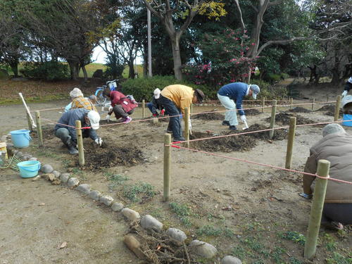 市民ボランティアと市職員によるボタンの苗の植え付け作業の様子