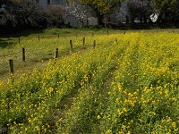 花畑エリアの菜の花