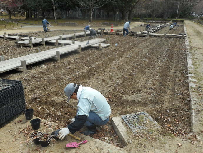 市民ボランティアによるハナショウブの植え付け