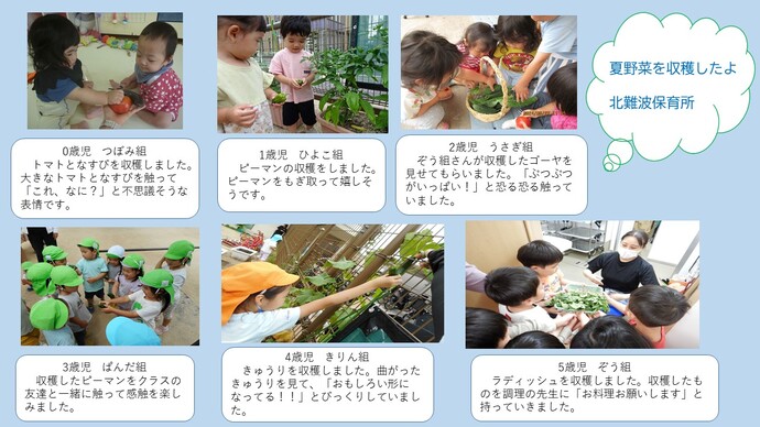 北難波保育所の夏野菜収穫の様子