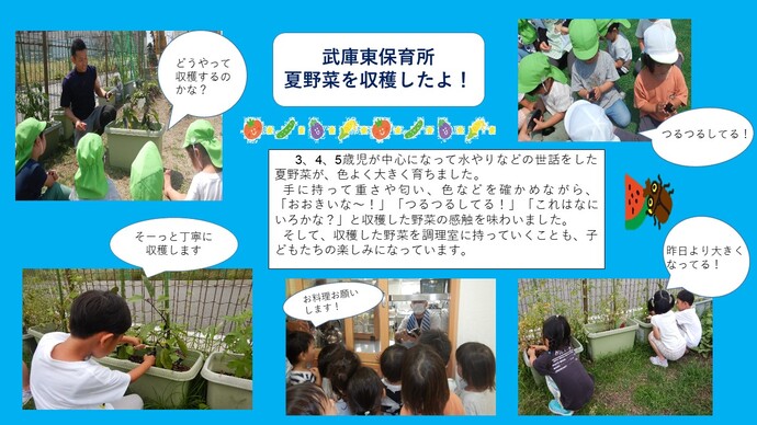 武庫東保育所の夏野菜収穫の様子