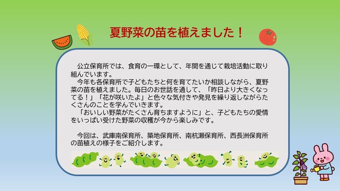 夏野菜の苗を植えました