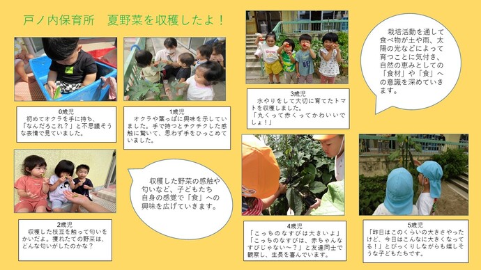 戸ノ内保育所の夏野菜収穫の様子