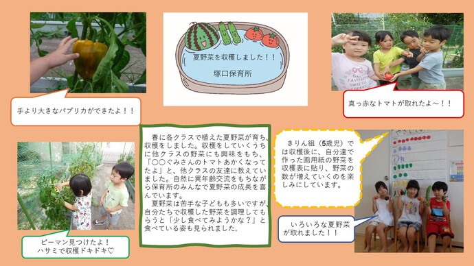 塚口保育所の夏野菜収穫の様子
