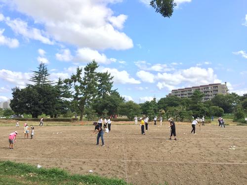 コスモス園種まき