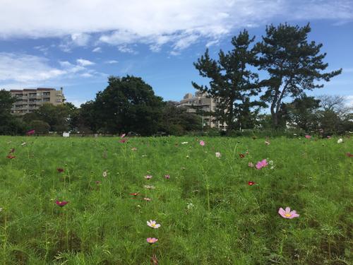 武庫川髭の渡しコスモス園のコスモスの様子