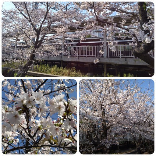 武庫之荘駅周辺の桜
