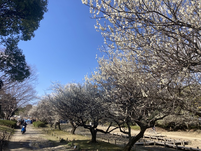 農業公園の梅の花