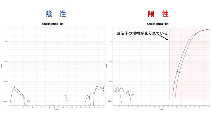 写真：結果判定の様子