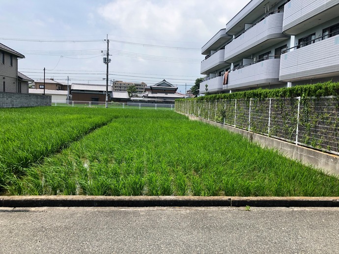 武庫庄小学校の田んぼ