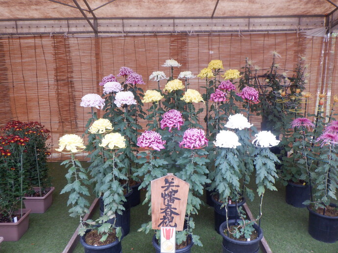 昨年度の菊花展
