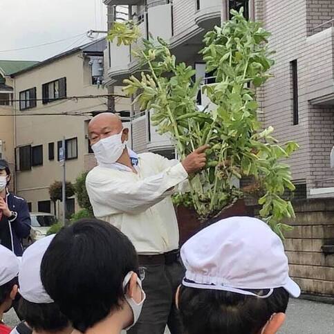 武庫一寸そらまめ
