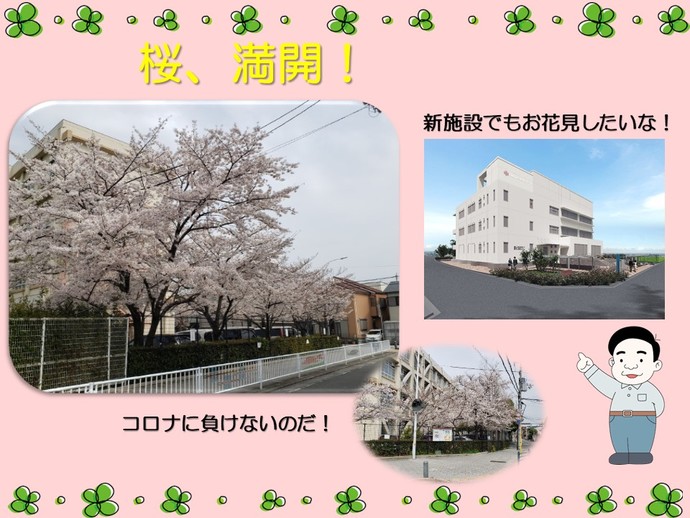 桜と新庁舎