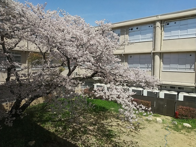 満開の桜の写真