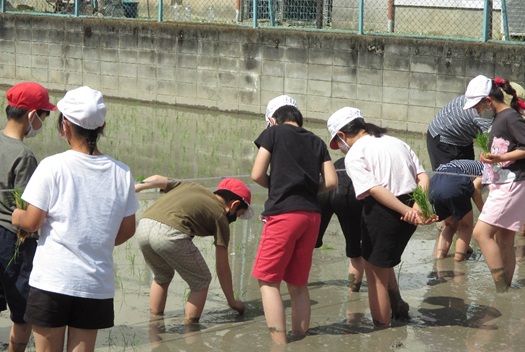 園田南小学校の児童らが田植え体験を行う写真2