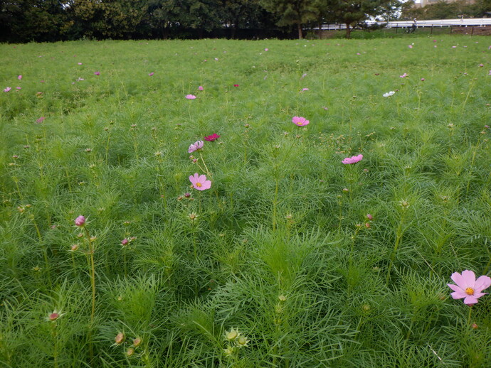 10月11日、現況写真