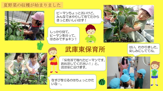 ～夏野菜を収穫しました～