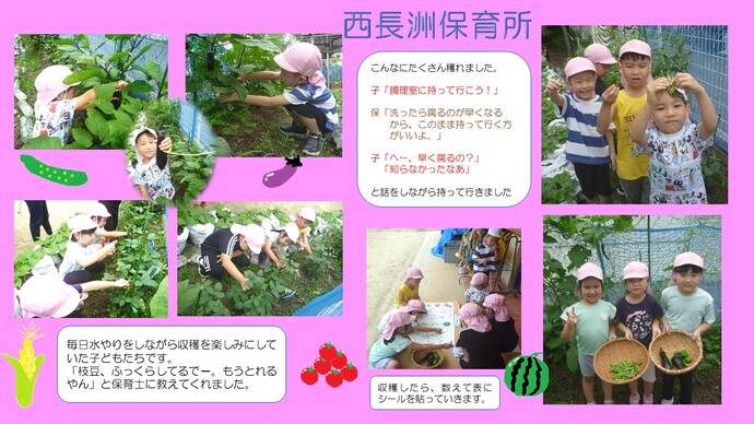 ～夏野菜を収穫しました～