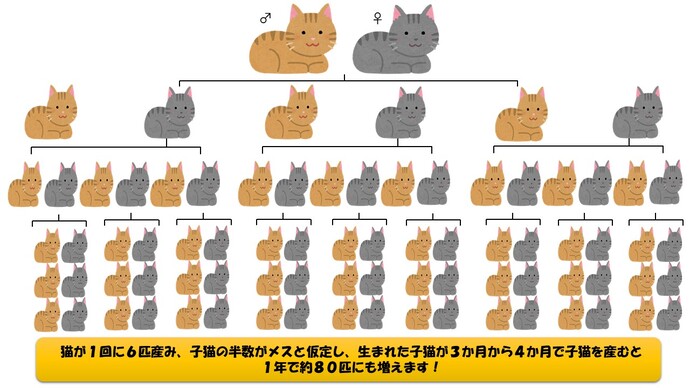 nekozan