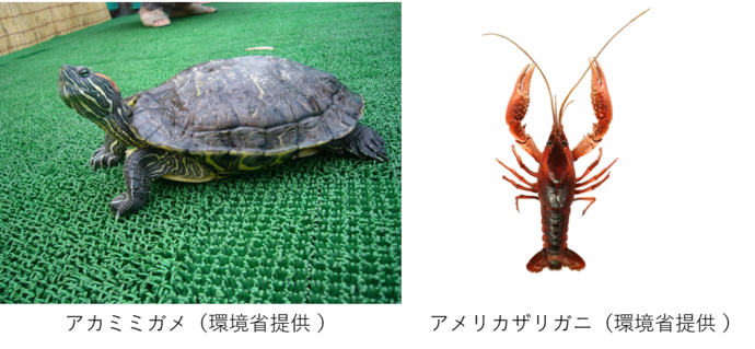 条件付特定外来生物