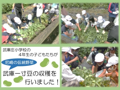 武庫一寸豆の収穫を行いました。