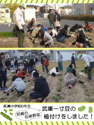 武庫一寸豆の植付けを行いました！