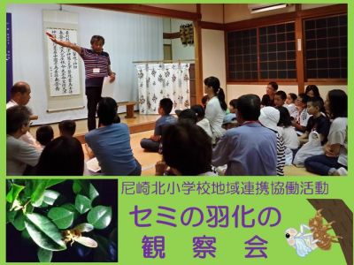 セミの羽化の観察会