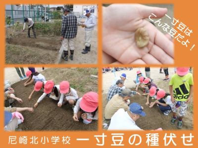 種伏せの様子