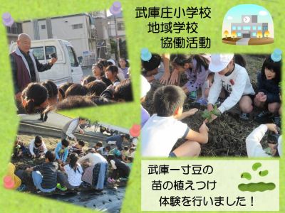苗の植え付けの様子