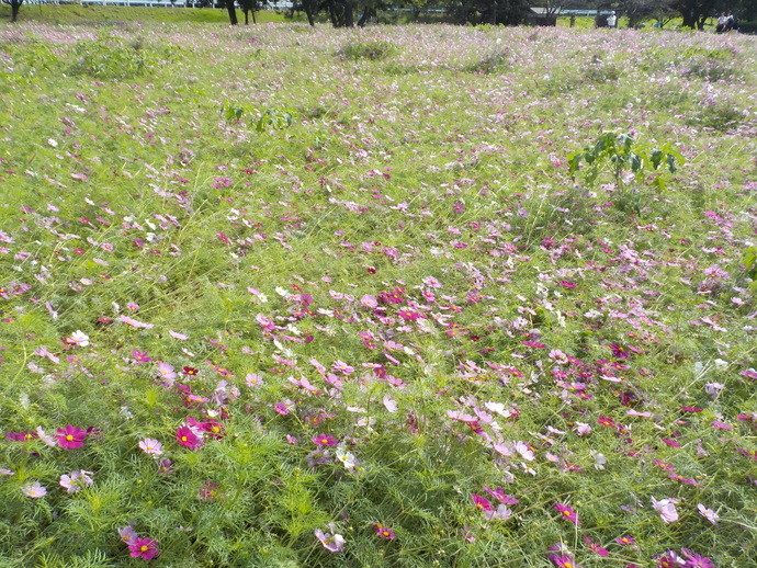 kosumosu
