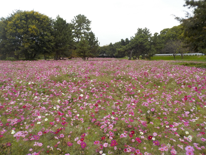 kosumosu
