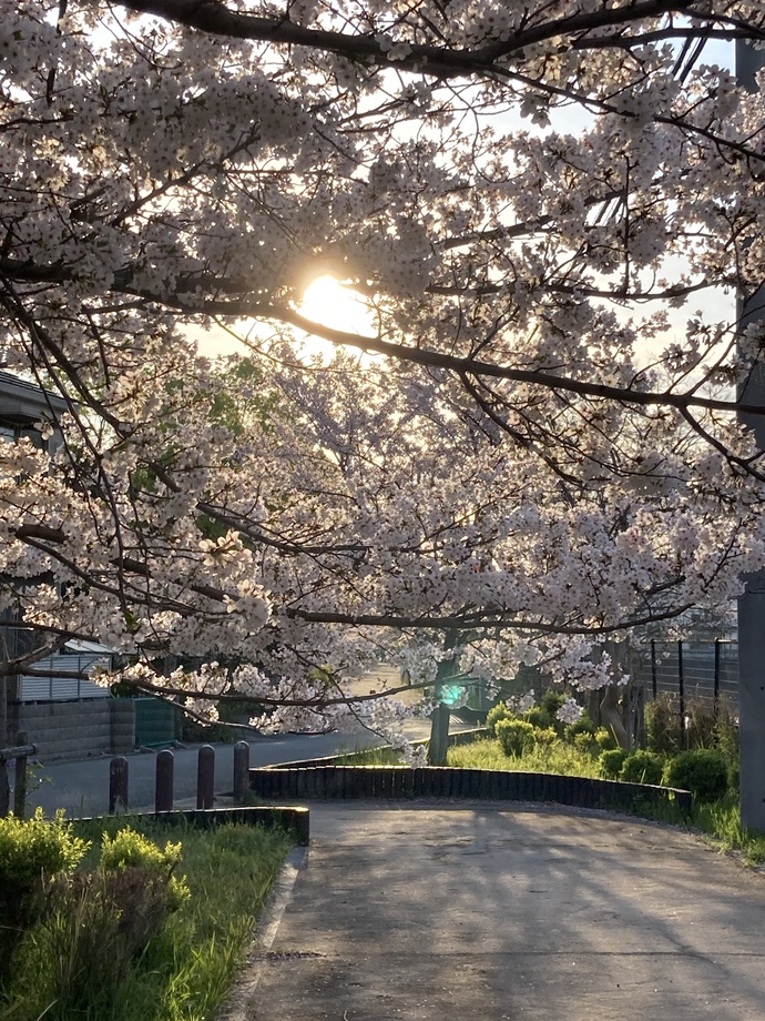 東町緑地(東西)の真ん中辺り