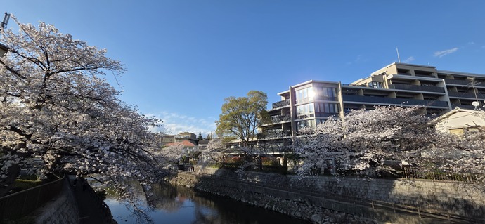 庄下川と桜（南塚口町7丁目）