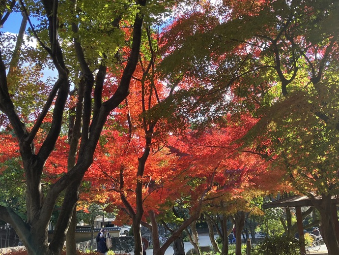 近松公園の紅葉（久々知1丁目）