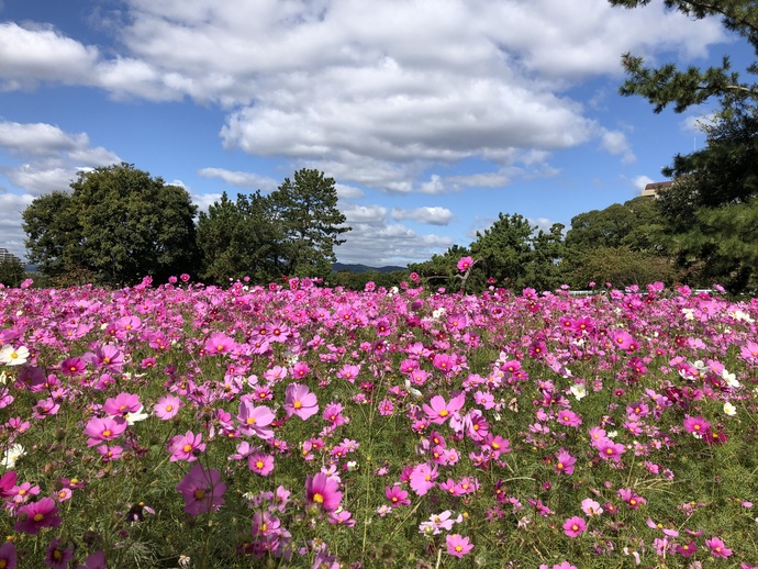 武庫川髭の渡しコスモス園（西昆陽4丁目、常松2丁目）